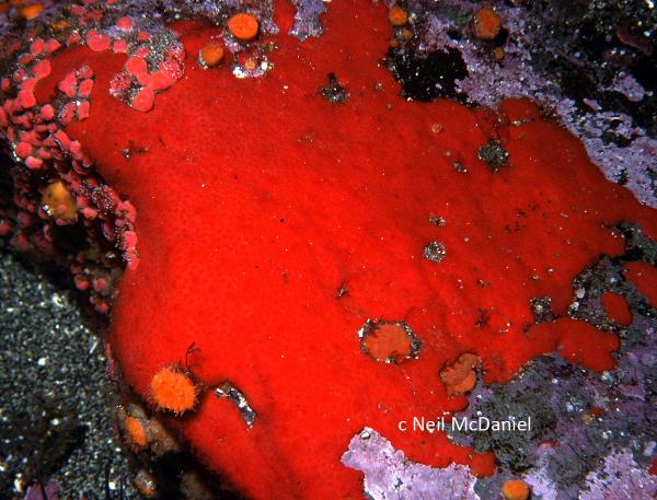 Photo of Plocamia karykina by <a href="http://www.seastarsofthepacificnorthwest.info/">Neil McDaniel</a>